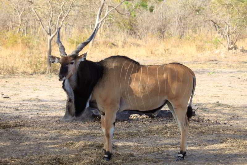 Fathala Wildlife Reserve Toubakouta Exteriör bild
