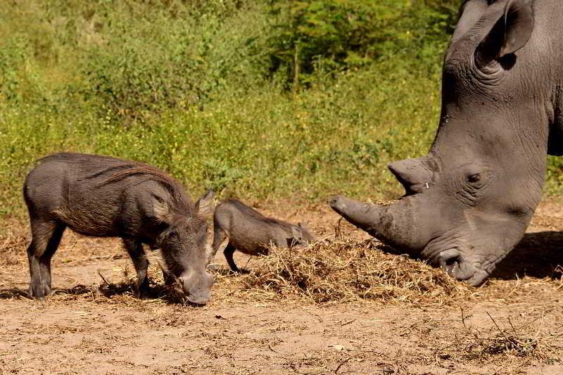 Fathala Wildlife Reserve Toubakouta Exteriör bild