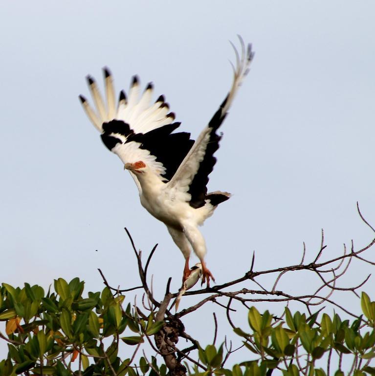 Fathala Wildlife Reserve Toubakouta Exteriör bild