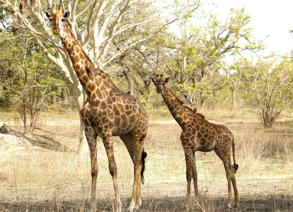 Fathala Wildlife Reserve Toubakouta Exteriör bild